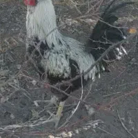 یک عدد خروس