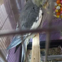 طوطی  عروس هلندی