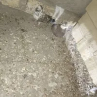 کبوتر فورشی|پرنده|مبارکه, |دیوار