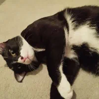 دو عدد گربه