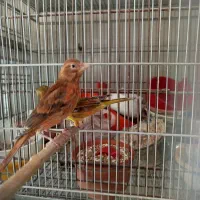 جوجه سینه سرخ قناری و گلبسر قناری