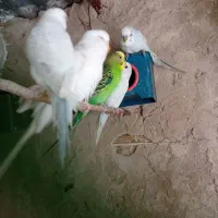 مرغ عشق بالغ