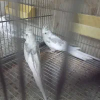 طو طی عر و س.هلندی