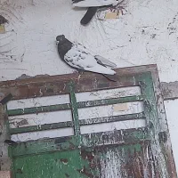 سلام تعدای کبوتر|پرنده|رفسنجان, |دیوار