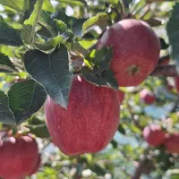 سیب قرمز