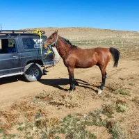 فروش اسب نریان رنگ کهر زانو سیاه درشور|اسب و تجهیزات اسبسواری|شیراز, قلات|دیوار