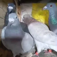 شش تا نر پلاکی زرنگ و شو بازی|پرنده|شیراز, دشت چنار|دیوار