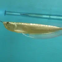 آروانا سیلور