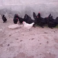 تخم مرغ نطفه دار مرندی