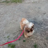 واگذاری یا معاوضه|سگ|قائم‌شهر, |دیوار