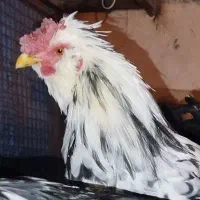 خروس گلین اصل - چهل‌تاج