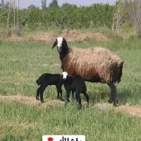 فروش گوسفند نـژاد شال