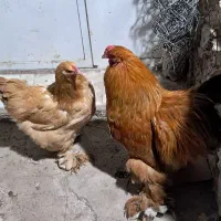مرغ برهما