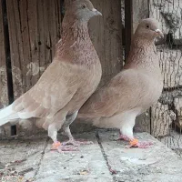 جفت زرد پرش بالا