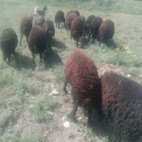 بره نر