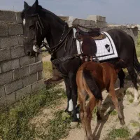 چند عدد مادیون گم شده