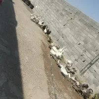 3عدد غاز 5ماهه و8عدد جوجه غوغاز 20روزه|حیوانات مزرعه|چناران, |دیوار