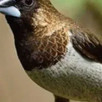 فنچ بنگالی نرگسی زبرا