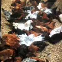 مرغ گلپایگان ۱ساله|حیوانات مزرعه|ماهدشت, |دیوار