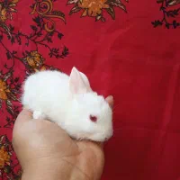 بچه خرگوش بوشهر