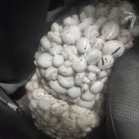 پخش قارچ تخصصی فست فودی و درجه یک