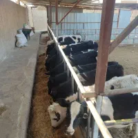 40راس گوساله نر و ماده هلشتاین سیمینتال گاو