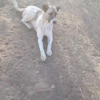 سگ ماده سرابی