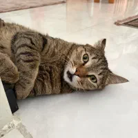 واگذاری گربه نر ۴ ساله