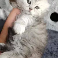 بچه گربه های سلامت iran cats|گربه|کرمانشاه, |دیوار