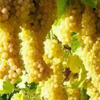 نهال های درجه یک و پر بار ضمانتی|عمده‌فروشی|میاندوآب, |دیوار