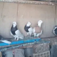 ساده و طوق|پرنده|خوسف, |دیوار