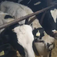 گوساله نر هلشتاین