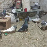 کفتر المانی وکله سبز