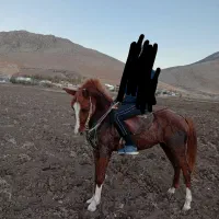 اسب عرب دره‌شوری|اسب و تجهیزات اسب‌سواری|بیرانوند, |دیوار