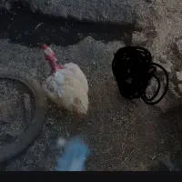خروس جوانه سرو حال