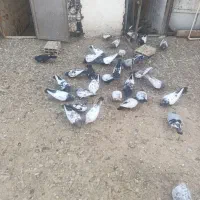 کبوتر همه رفم|پرنده|پاکدشت, خاتون آباد|دیوار