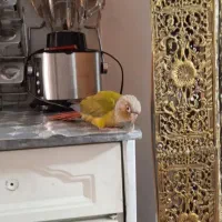 طوطی گریچینگ|پرنده|چهاردانگه (تهران), |دیوار