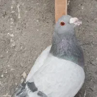 کبوتر|حیوانات|مشهد, مصطفی خمینی|دیوار