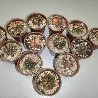 کاکتوس ژیمنوکالیسیوم رنگی