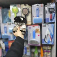 سگ پامرانین میکروسایز|سگ|کرج, شهرک بنفشه|دیوار