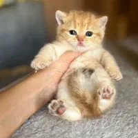 توله گربه بریتیش|گربه|شیراز, دکتر حسابی|دیوار