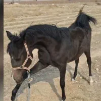 کره مادیان یک سالو 3ماهه