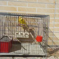 مرغ عشق مولد همراه با تخم|پرنده|بروجن, |دیوار