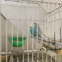 10عدد جوجه مرغ عشق رینبو|پرنده|بندر ماهشهر, |دیوار