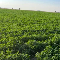 بذر یونجه|خدمات باغبانی و درختکاری|مهاباد (آذربایجان غربی), |دیوار