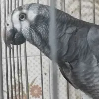 کاسکو شکلاتی نر وماده|پرنده|لاهیجان, رجایی|دیوار