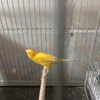 قناری نر مست ماده اماده|پرنده|شیراز, دست خضر|دیوار