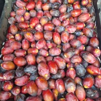 رطب و خرمای درجه یک رودان