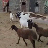 فروش دو عدد بز و سابرین نژدی و ورن|حیوانات مزرعه|نورآباد, |دیوار