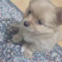 سگ پامرین|سگ|اسلام‌شهر, مطهری|دیوار